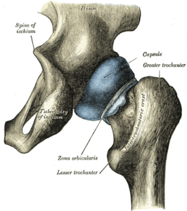 gray-hip-joint